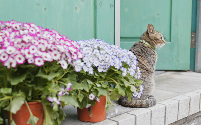 Common Flower Essences for Pets | Dr. Magda - Feline Calming Flower Essences Uses