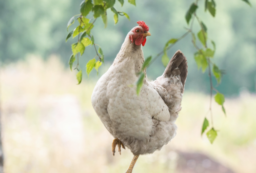 Does Acupuncture Work? Just Ask This Chicken