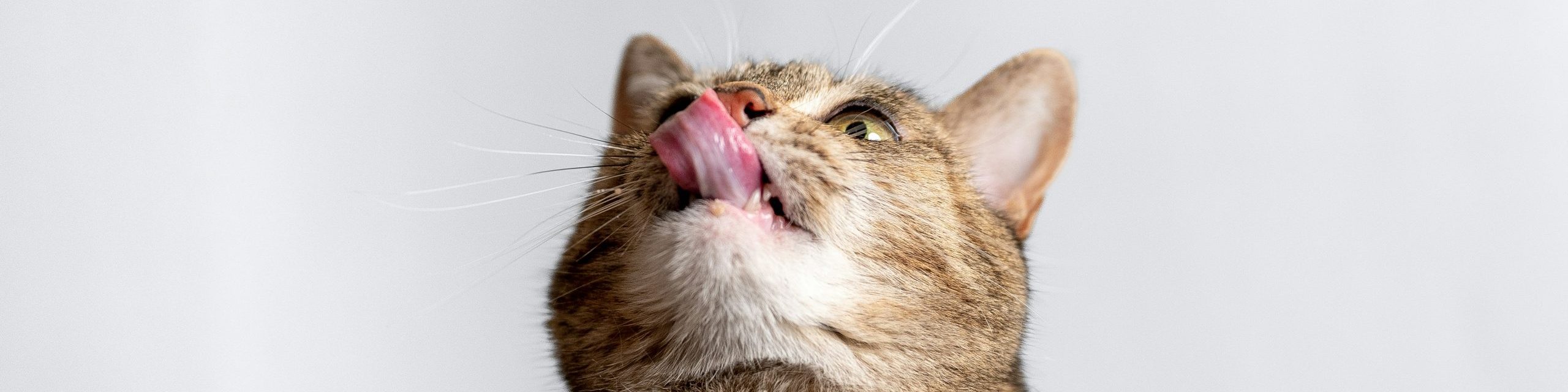 Picture of Feline Hyperthyroidism: Conventional Treatment Approach | Dr. Magda